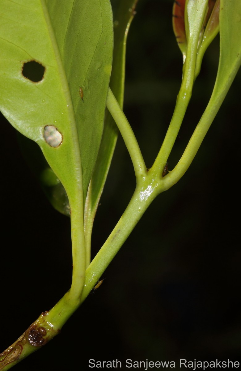 Syzygium nervosum A.Cunn. ex DC.